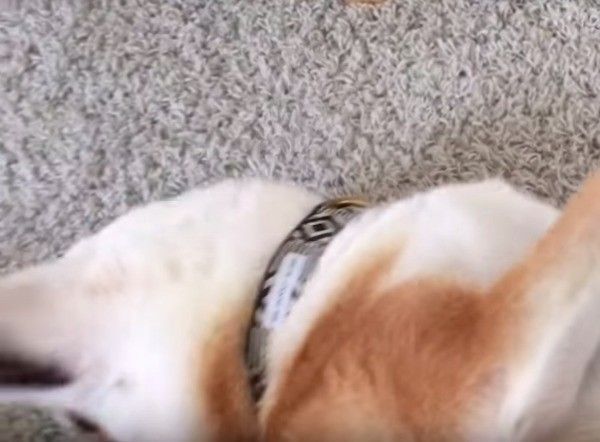 柴犬
