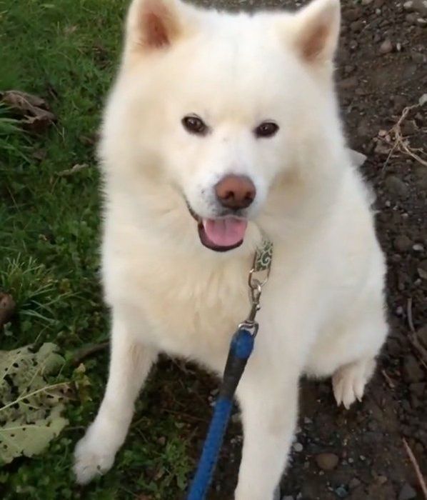 お散歩を拒否する秋田犬