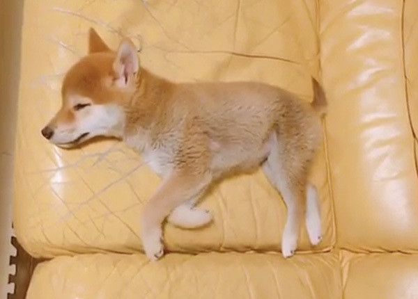 眠る柴犬