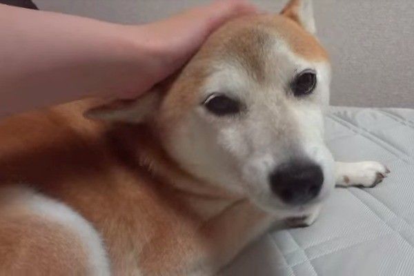 柴