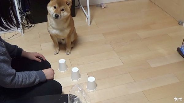 シャッフルゲームに挑戦する柴犬