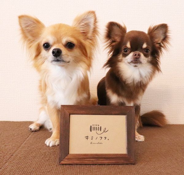 シンプルでナチュラルな犬服:キミノフク。
