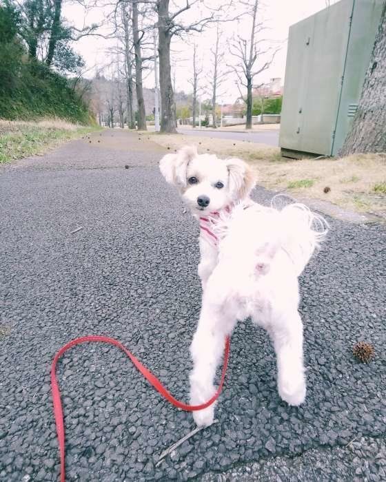 MIXのぽぽちゃん