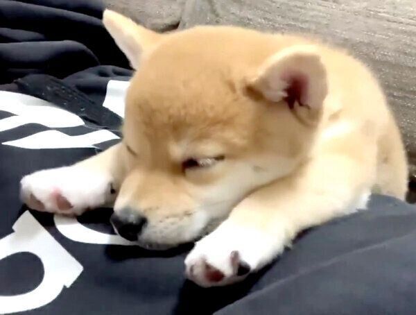 ぐっすり眠るきなこちゃん