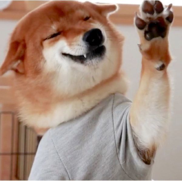 最大級のおもてなしをする柴犬