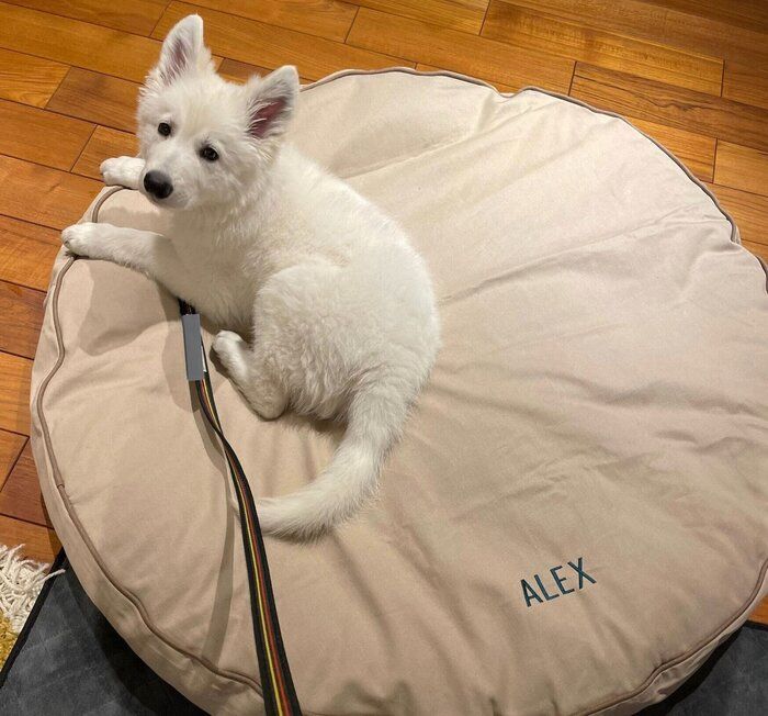大きなベッドに乗る生後2カ月のホワイトシェパードの子犬→「完全にサイズを間違えた」と思った2年後「ぴったりサイズ」に成長した姿に驚き！