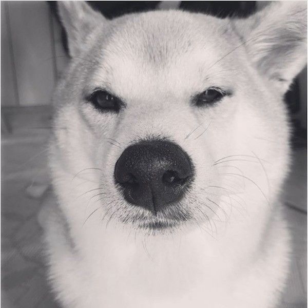 柴犬