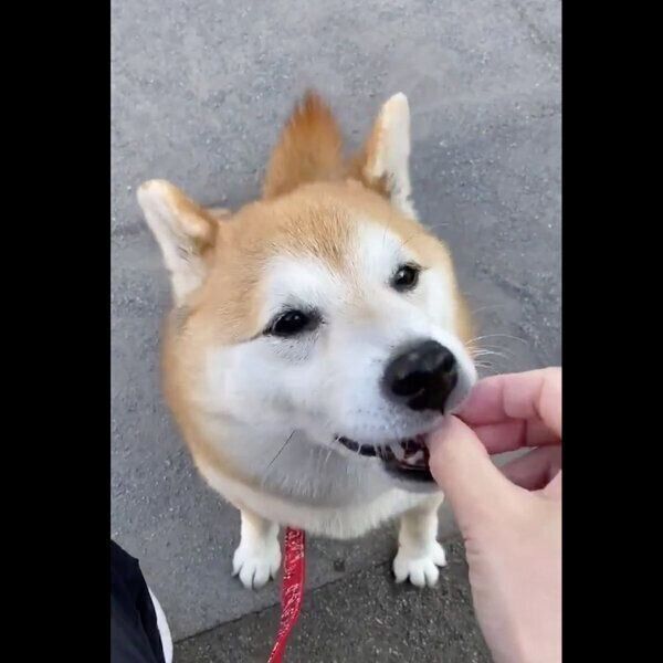 おやつを食べるまるちゃん