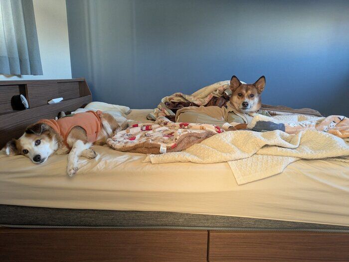 仲良くゴロゴロする2頭