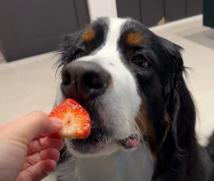 いぬのきもちWEB MAGAZINE｜もっと犬が好きになる。
