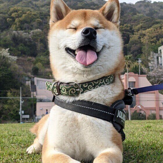 柴