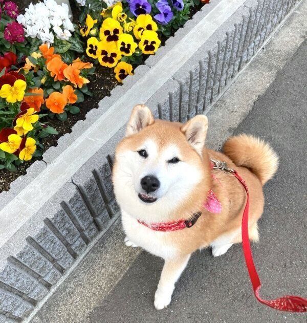 笑顔のまるちゃん