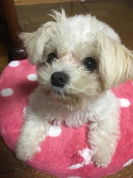 ミックス犬