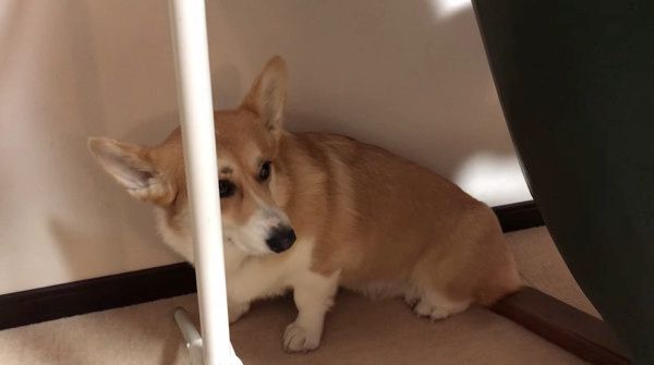 くしゃみ