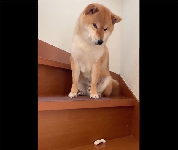 目で訴える銀次くん
