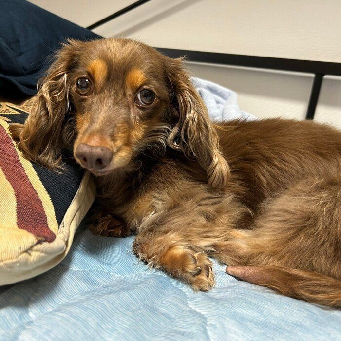 ベッドの上でリラックスするちるくん