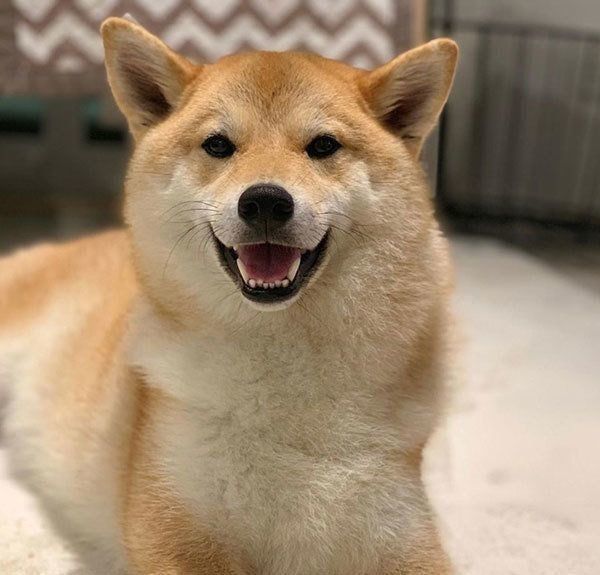 見つめる柴犬
