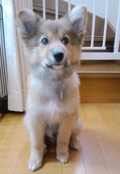 お迎え当初のチャロくん 飼い主さん宅に来てすぐに立ち耳になったのだとか