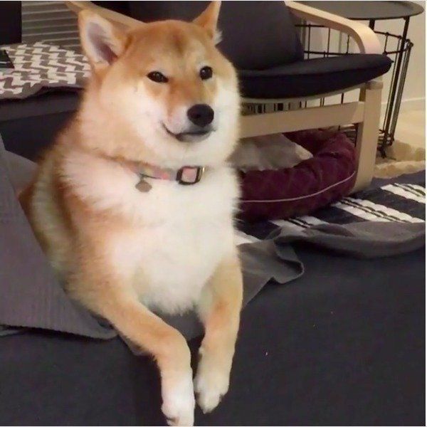 柴犬