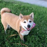 獣医師が解説 愛犬の老化サインやシニアになってからの暮らし方 いぬのきもちweb Magazine 獣医師が解説 愛犬の老化サインやシニアになってからの暮らし方 いぬのきもちweb Magazine