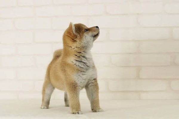 見上げる柴犬