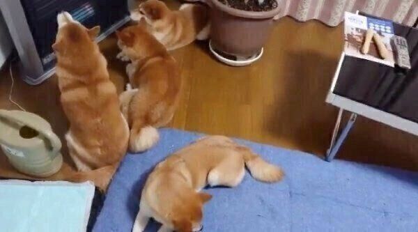 ストーブの前を占拠する柴犬一家