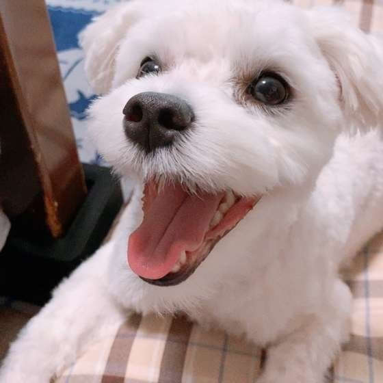 マルチーズ