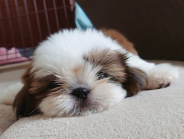 まったりするシエニちゃん