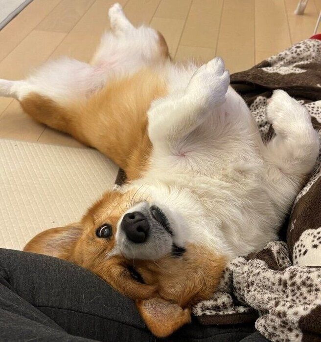 おへそを上に向けて甘えるように寝転がるパンナちゃん