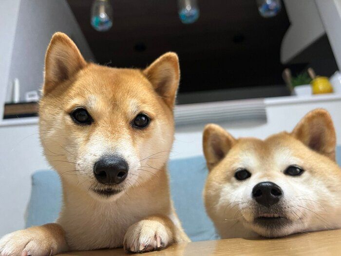 飼い主さんたちの食後のデザートを狙う2匹