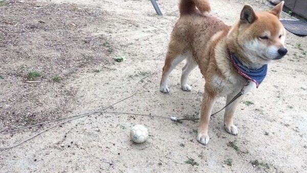 見て見ぬふりをする柴犬
