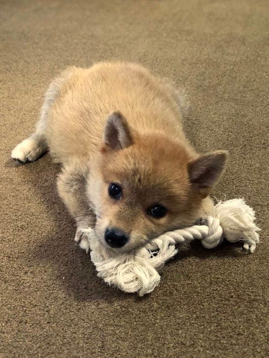ロープをくわえる犬