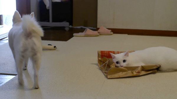 チワワと猫