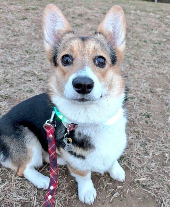 キラキラした目で見つめるラピスちゃん