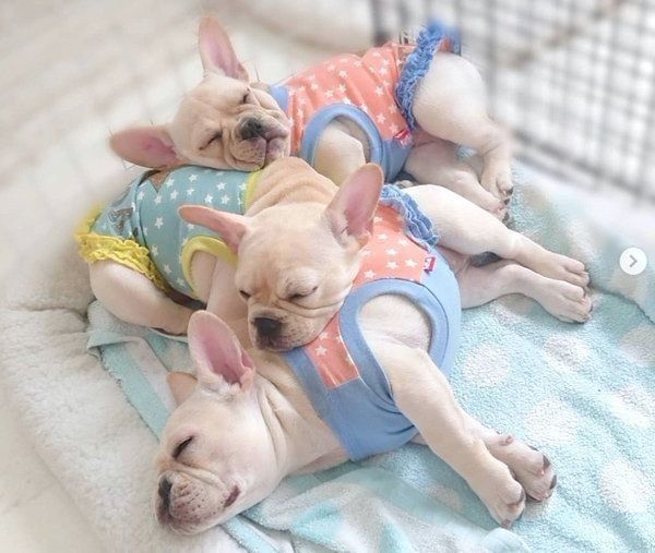 寄り添って眠るリブちゃん、ツブちゃん、ラブちゃん