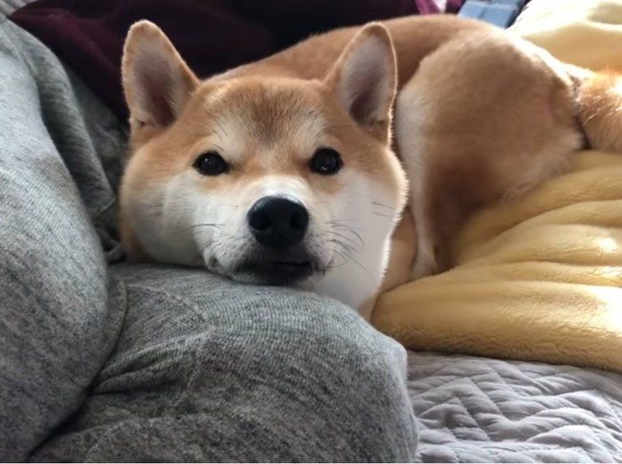 くっつく犬