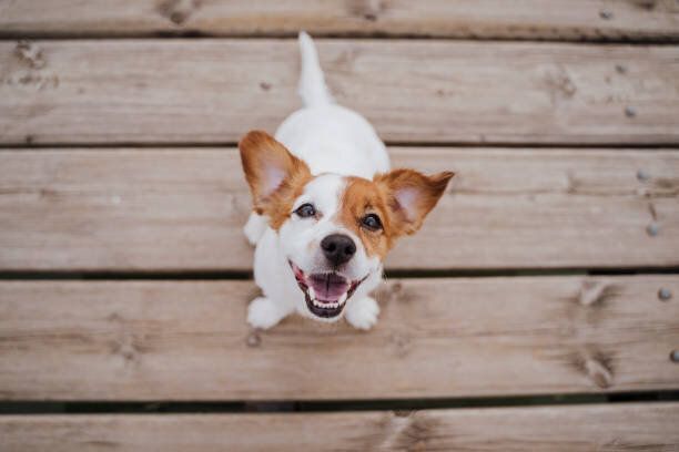 木製の橋の上に座っている犬