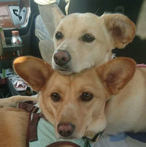 犬が快適に過ごせる車選びのポイントとは 仲良しドライブ