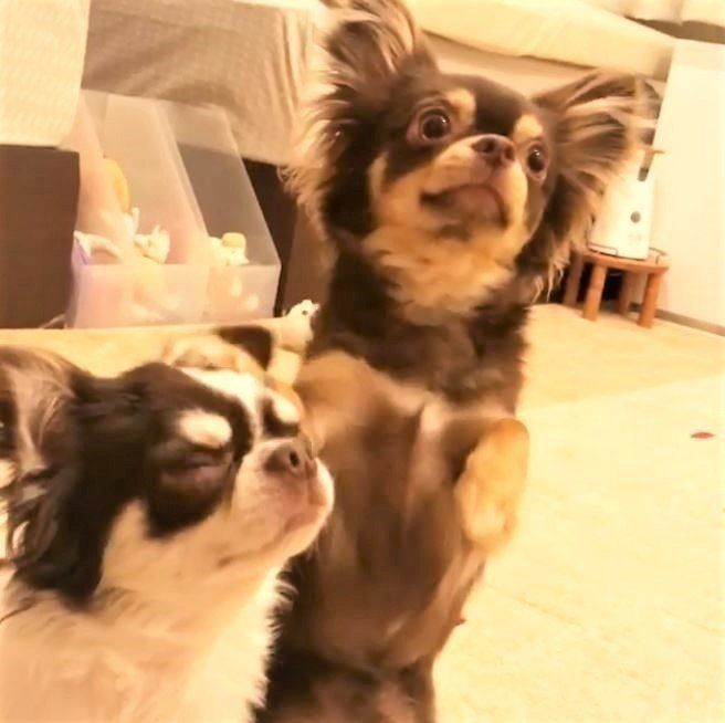 チワワ漫才