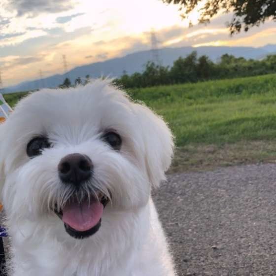 日本初の動物の精神科医、犬猫の「ストレス診療科」が開設!その取り組みは?