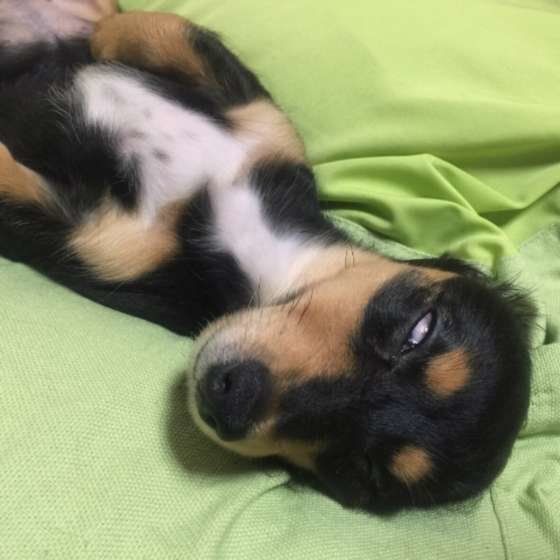ミニチュア・ダックスフンドのまのんちゃん