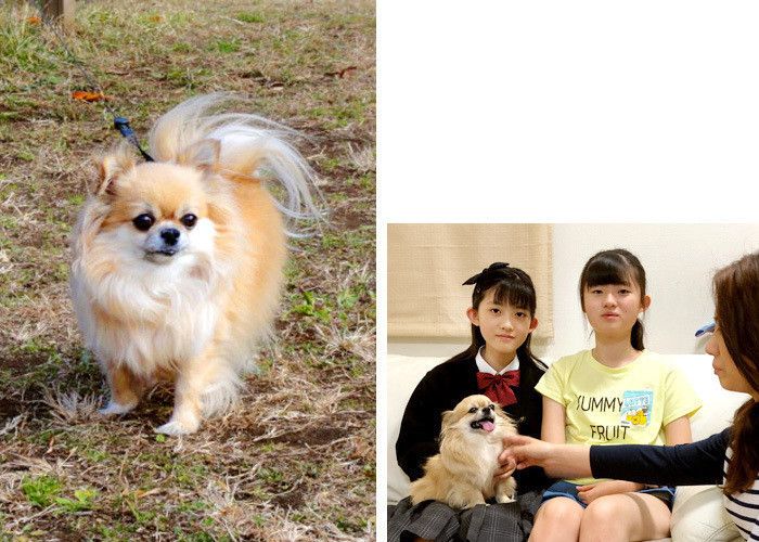 東京都・香村嘉子さんとお子さまたち・ココアちゃん(メス・5才/チワワ)