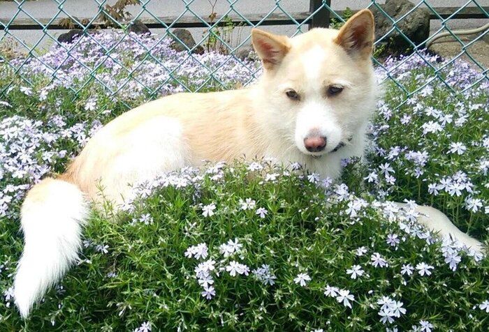 飼い主のおうちにお迎えされた日の犬