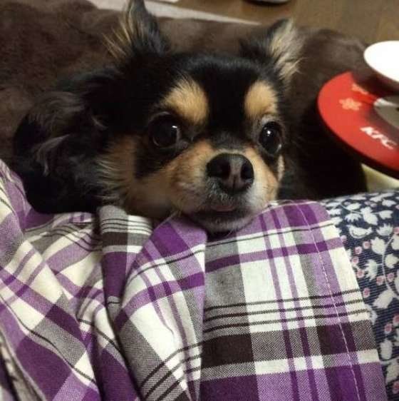 チワワ