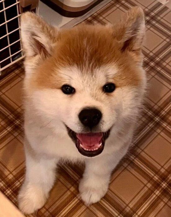 笑顔が可愛い子犬の桃亮くん