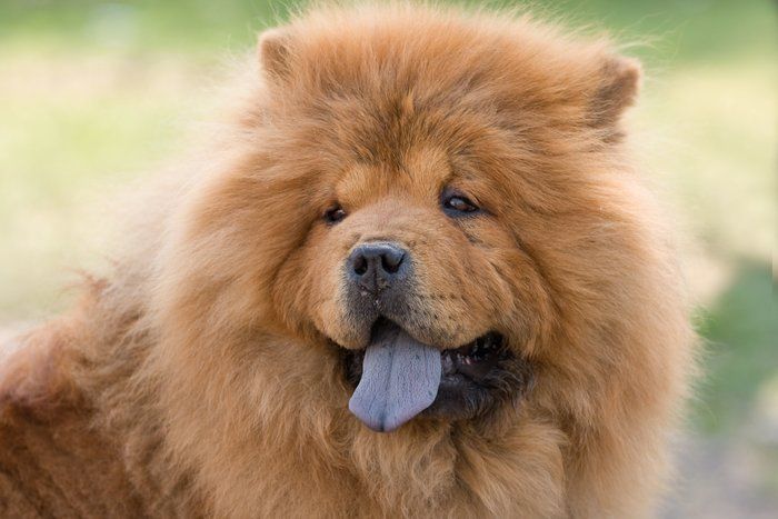 チャウ・チヤウ