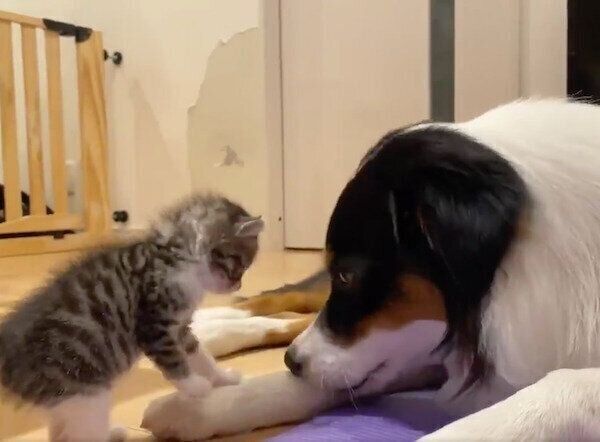 遊びたいキウイくんと、気分が乗らないカイルくん