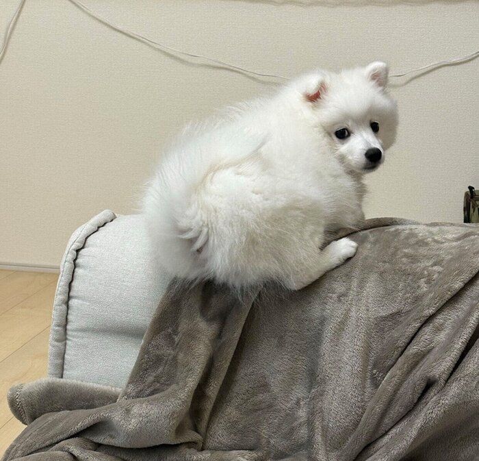 ソファの縁に乗る白兎くん
