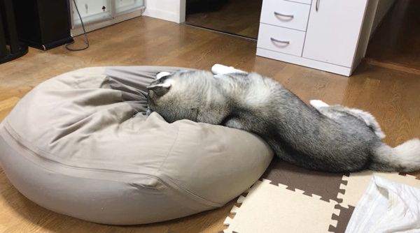 眠るシベリアン・ハスキー
