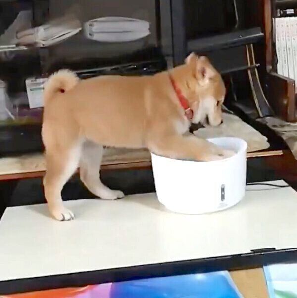 自動給水器で水遊びしてしまうこまちちゃん